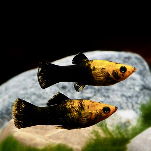Poeciliidae sphenops black / gold - Schwarz / gold molly M